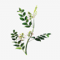 中药植物百科官方版