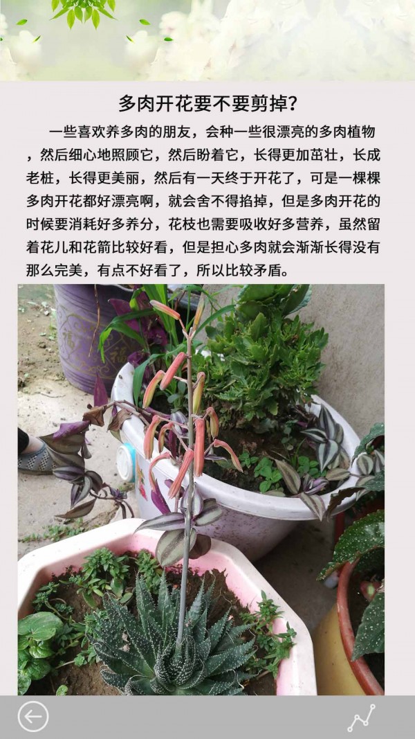 多肉花草日记截图3