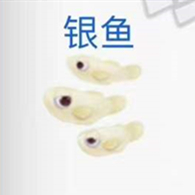 摩尔庄园银鱼垂钓位置介绍